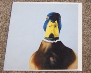 Steven Shaw - duck - card
